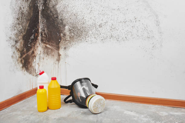 Best Mold Testing  in Rosemont, CA