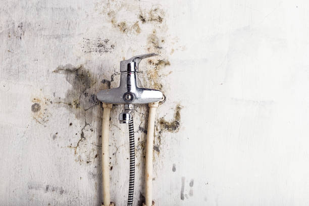 Best Certified Mold Removal  in Rosemont, CA