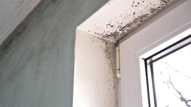Best Certified Mold Removal  in Rosemont, CA