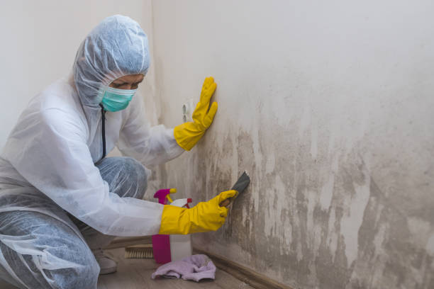 Best Mold Remediation  in Rosemont, CA