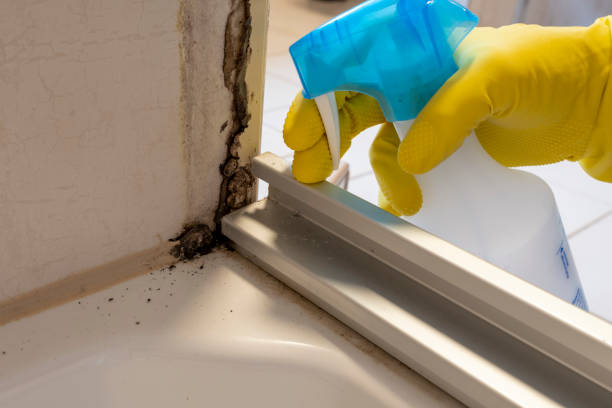 Best Same-Day Mold Removal  in Rosemont, CA
