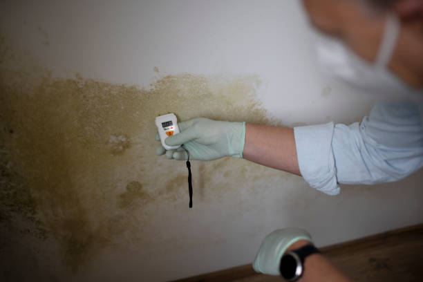 Best Mold Removal Near Me  in Rosemont, CA