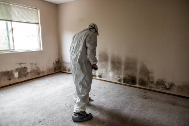 Best Mold Damage Repair  in Rosemont, CA