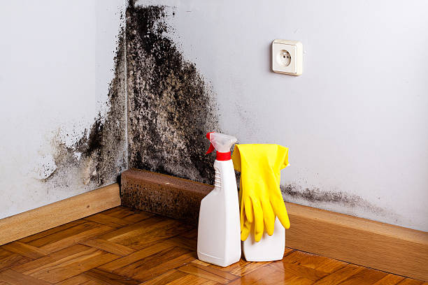 Trusted Rosemont, CA Mold Removal Experts