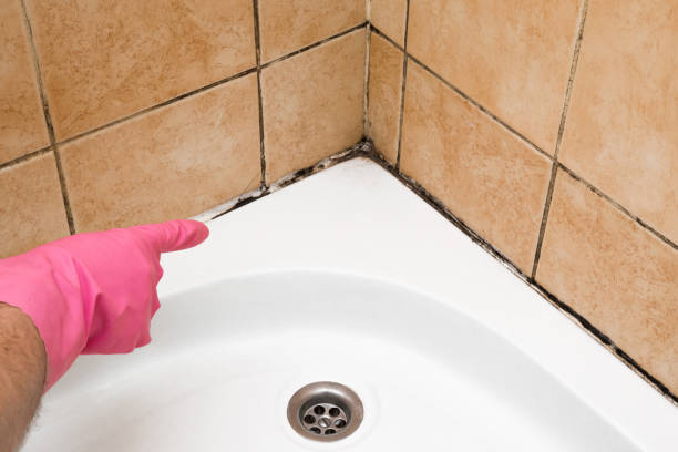 Best Mold Damage Repair  in Rosemont, CA