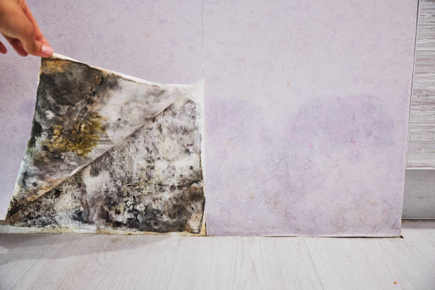Best Professional Mold Removal  in Rosemont, CA